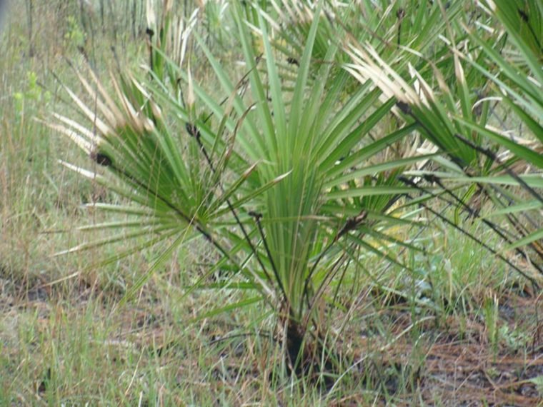 Saw-Palmetto-impotence